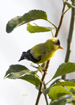 American Goldfinch 7910